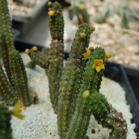 Echidnopsis
