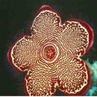 Edithcolea