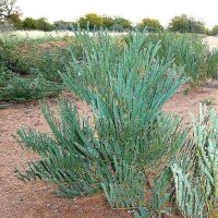 Elephantorrhiza