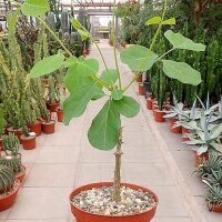 Erythrina