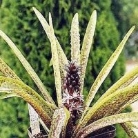 Eucomis