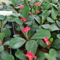 Euphorbia-Hybr.