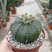 Euphorbia