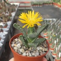 Faucaria