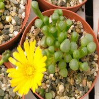Fenestraria