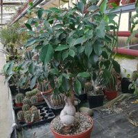 Ficus