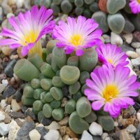 Frithia