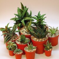Gasteria