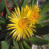 Glottiphyllum