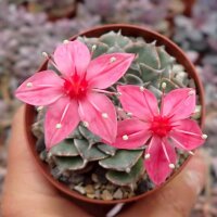 Graptopetalum