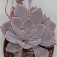 Graptoveria