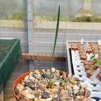 Habranthus