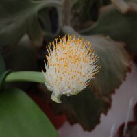 Haemanthus