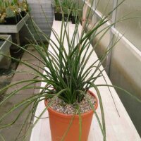 Hesperaloe