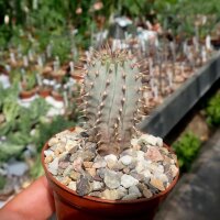 Hoodia