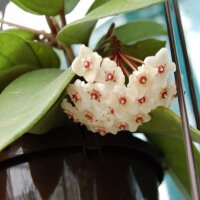 Hoya