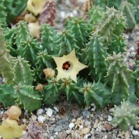 Huernia