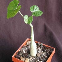 Ipomoea