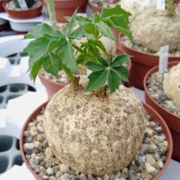 Jatropha