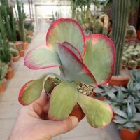 Kalanchoe
