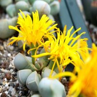 Lapidaria