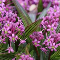 Ledebouria