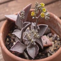 Lenophyllum