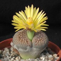 Lithops