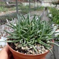 Marlothistella