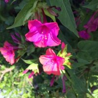 Mirabilis