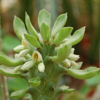 Monadenium