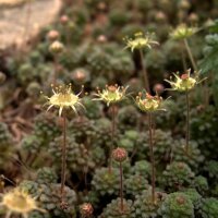 Monanthes