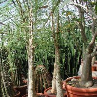 Moringa