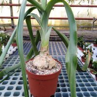 Ornithogalum