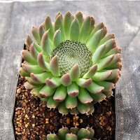 Orostachys