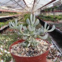 Oscularia