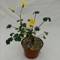Oxalis
