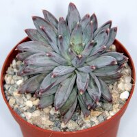 Pachyphytum