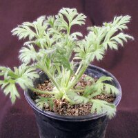 Pelargonium
