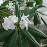 Pachypodium