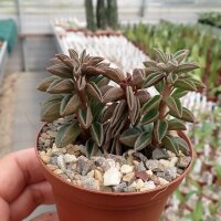 Peperomia
