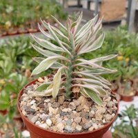 Pedilanthus