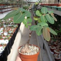 Phyllanthus