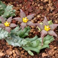 Piaranthus