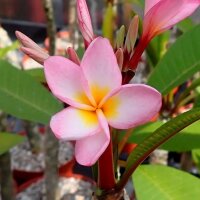 Plumeria-Hybr.