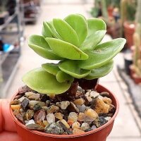 Portulaca