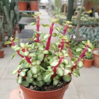 Portulacaria