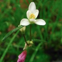 Prototulbaghias