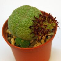 Pseudolithos