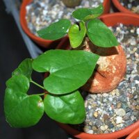 Pyrenacantha